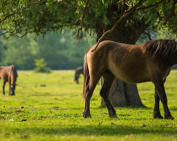 See abundant wildlife, including normally domesticated species, at Krčedinska Island's nature reserve.