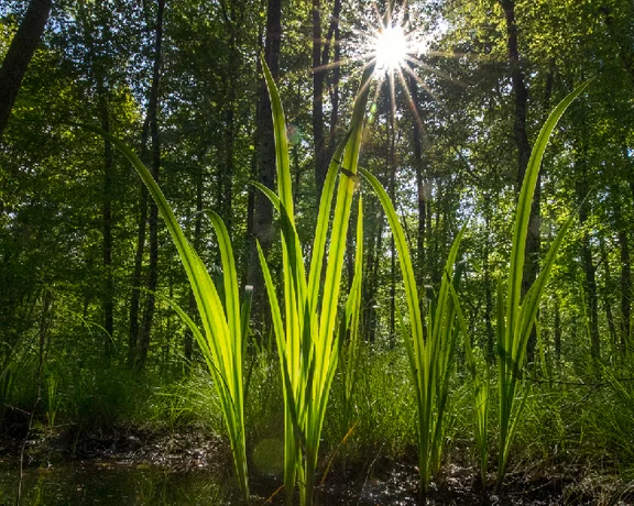 Stunning forests are an invitation to breathe deeply and slowly to relish their magical atmosphere.