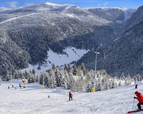 Skiers on a snowy mountain slope with pine forests and clear skies.