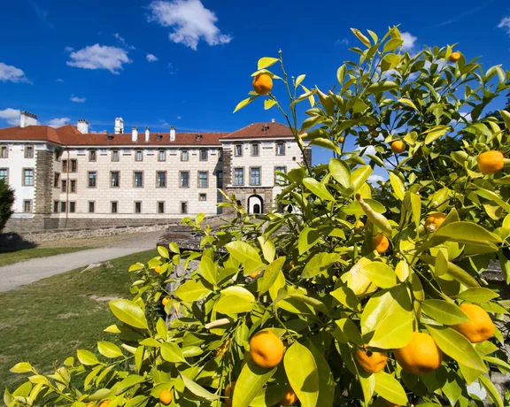 Historic stone building, Nelahozeves Chateau, behind vibrant lemon tree under blue sky.