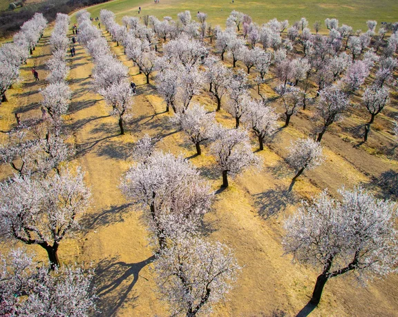 Aerial view of the blooming almond orchard in Hustopeče, featuring rows of blossoming almond trees.