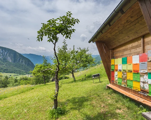 Colorful beehives line a wooden shed, with a lone tree and rolling hills in the background under a cloudy sky.