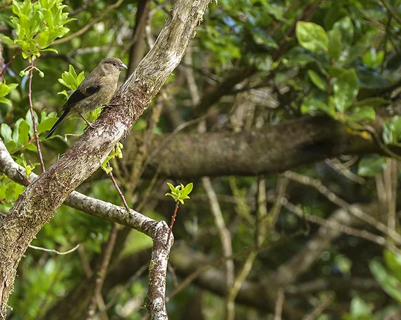 Small bird perched on a tree branch in a dense forest, Azores.