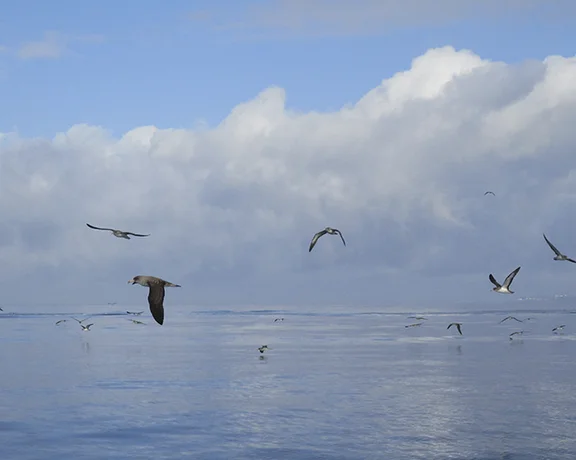 Flock of Cory’s shearwaters flying over calm ocean waters in the Azores.