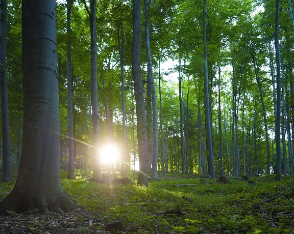 Sunlight filters through lush green trees in a serene forest, illuminating the undergrowth and creating a tranquil atmosphere.