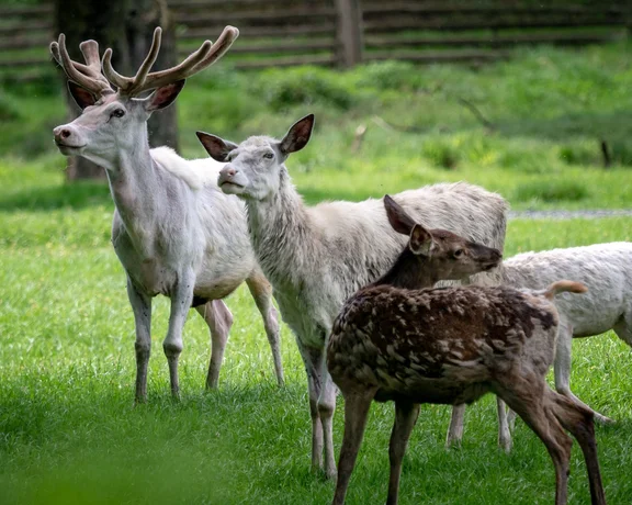 A group of white deer, including a stag with antlers and spotted fawns, stands together against a lush green background.