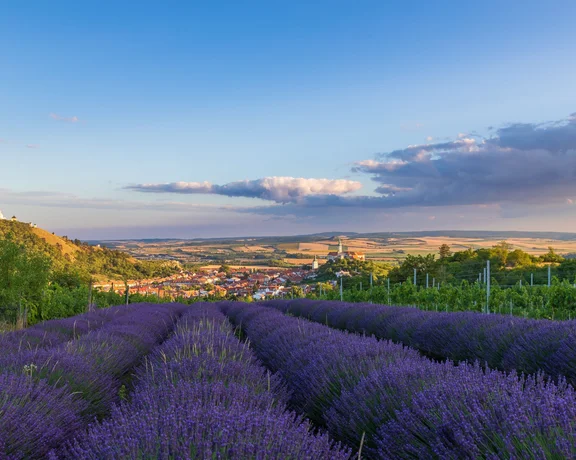Vibrant lavender fields stretch across the foreground, overlooking a picturesque village and rolling hills under a blue, cloud-specked sky.