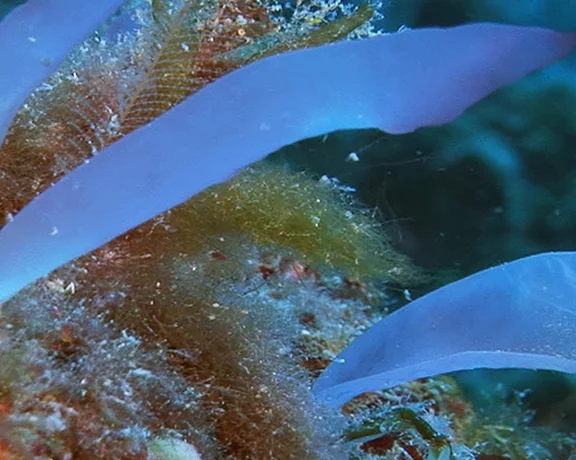 Close-up of translucent purple seaweed growing on a colorful, rocky underwater surface surrounded by green algae.