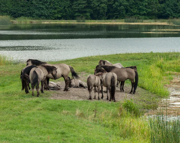 A group of horses gathered by a serene lake, surrounded by lush greenery and tall grasses, reflecting a peaceful natural scene.