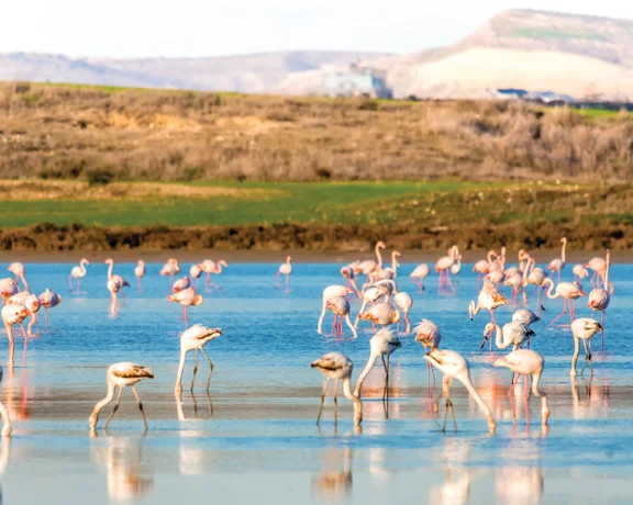 Dozens of pink flamingos wading in the shallow waters of Larnaka Salt Lake with green fields and hills beyond.