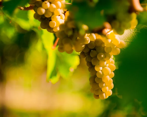 Sunlit cluster of ripe white grapes hanging from a vine, glowing in golden light.