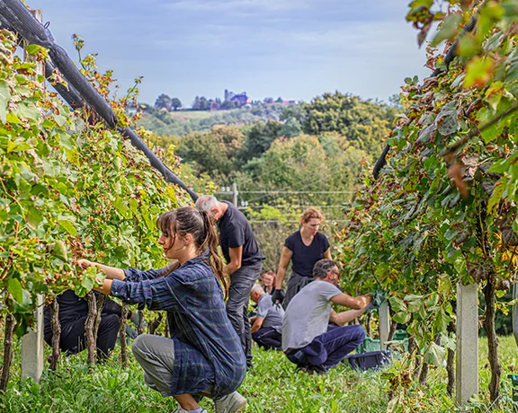 A group of people harvest grapes in a lush vineyard, surrounded by green foliage and rolling hills under a clear sky.