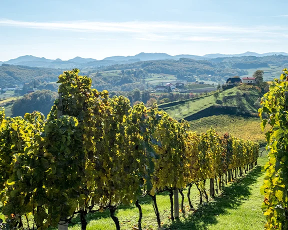 Vineyards in Zagorje, Croatia, with rolling green hills and farmhouses under a clear blue sky.