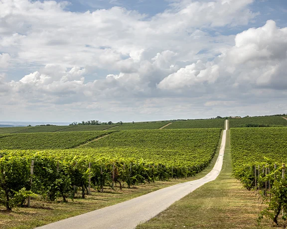 Scenic wine road through vineyards in Baranja, Croatia, stretching into the horizon under dramatic clouds.