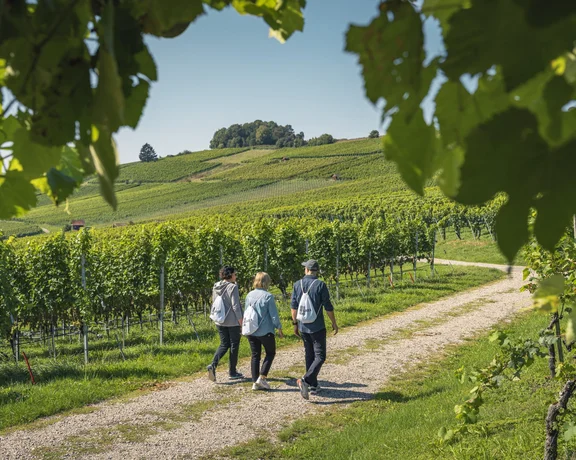 Hikers walking through vineyards in Hallau, Switzerland, enjoying scenic wine trails.