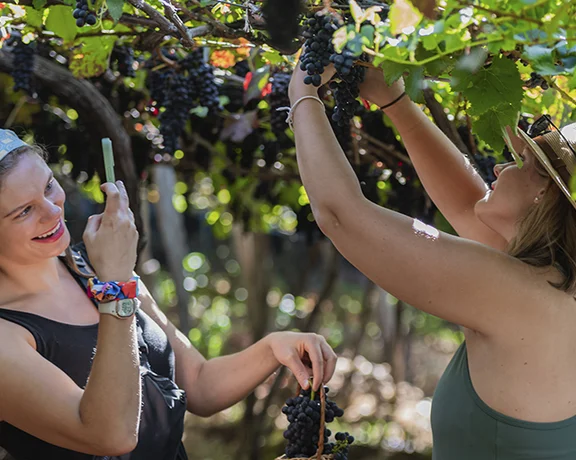 Women harvesting grapes under vine trellises during the Madeira Wine Festival in Estreito de Câmara de Lobos.