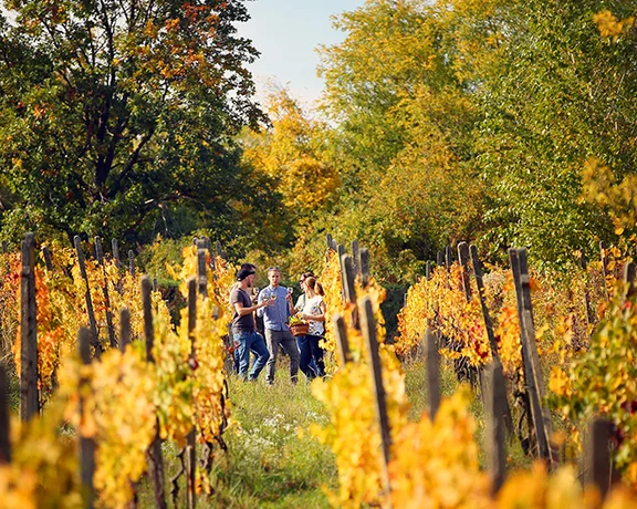 Group walking through autumn vineyards in the Little Carpathians wine region, Slovakia.