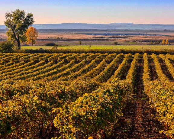 Golden autumn vineyards stretching across the plains in Bulgaria, with trees and distant hills under a clear sky.