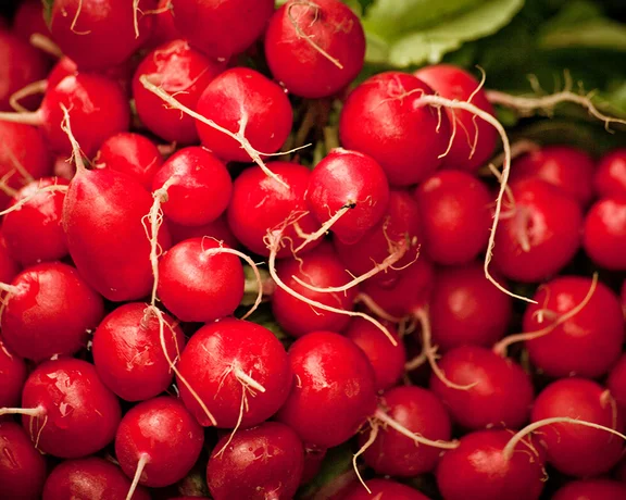 Bright red radishes with roots attached, freshly harvested and displayed in bunches.