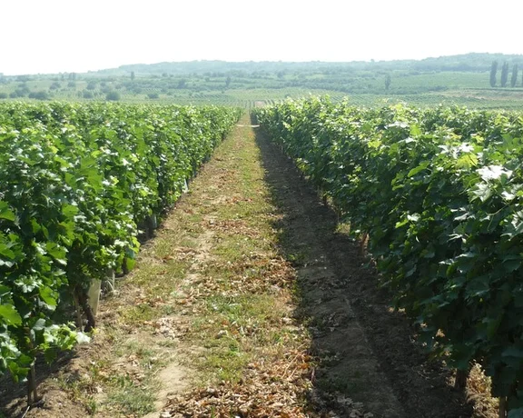 Lush green vineyard rows stretch towards the horizon under a bright sky, showcasing healthy grapevines and rural landscape.