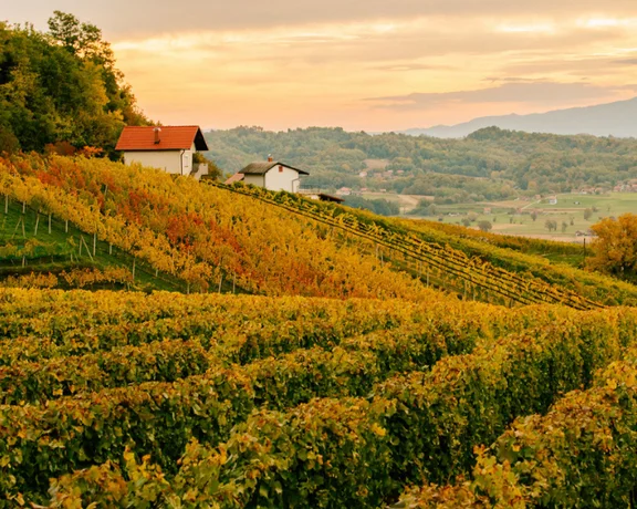 Vineyard cottages in Slovenia at sunset, surrounded by grapevines.