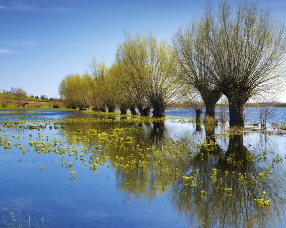 Row of leafless trees reflected in calm blue water under a clear sky.