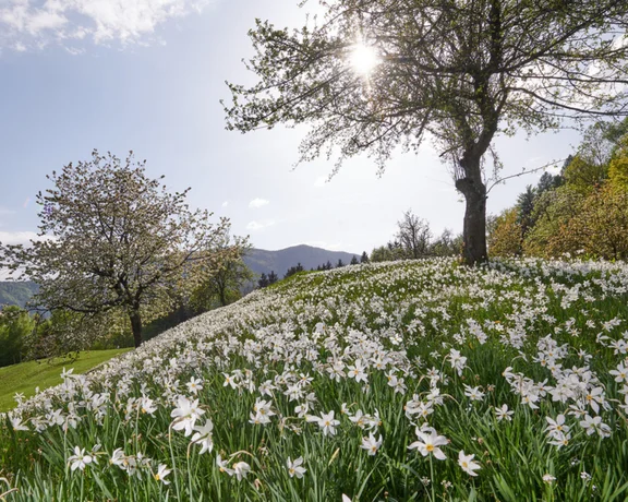 Sunlit hillside covered in white wildflowers with trees and mountains in the background.