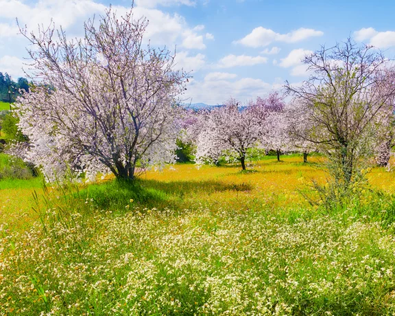 Blooming cherry blossom trees in a sunny, green meadow with a blue sky and scattered clouds.