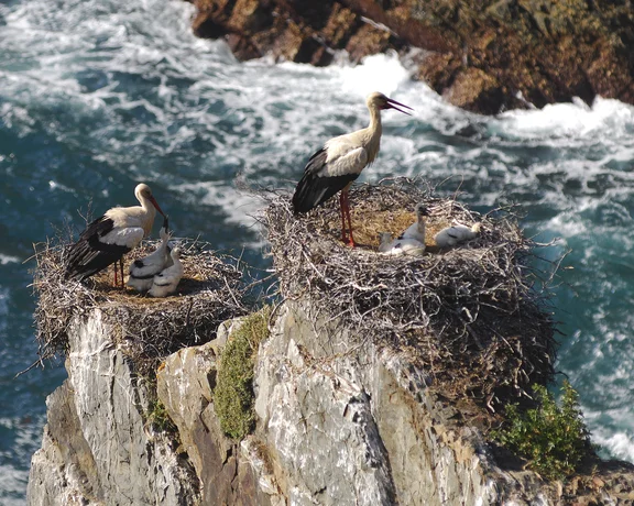 Two storks standing on nests atop rocky sea cliffs with waves below.
