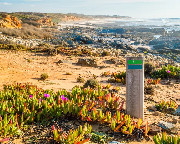 Sandy coastal landscape with green plants, flowers, and a trail marker near the ocean.