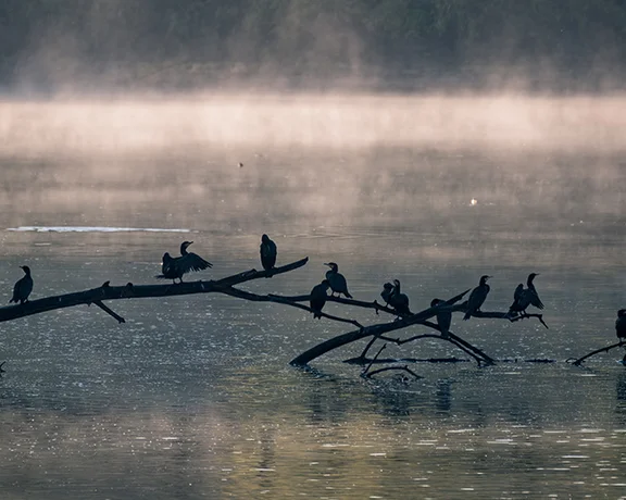Silhouettes of birds perched on a fallen tree over a misty lake at dawn.