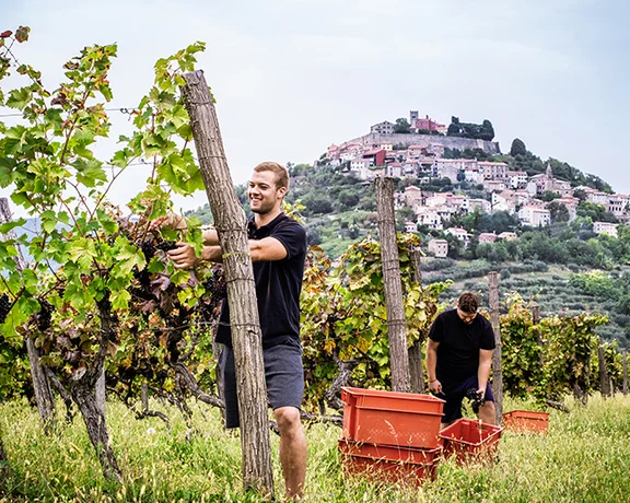 Two people harvesting grapes in a vineyard with a hilltop village in the background.