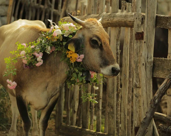 Brown cow with a colorful flower garland around its neck beside a rustic wooden fence.