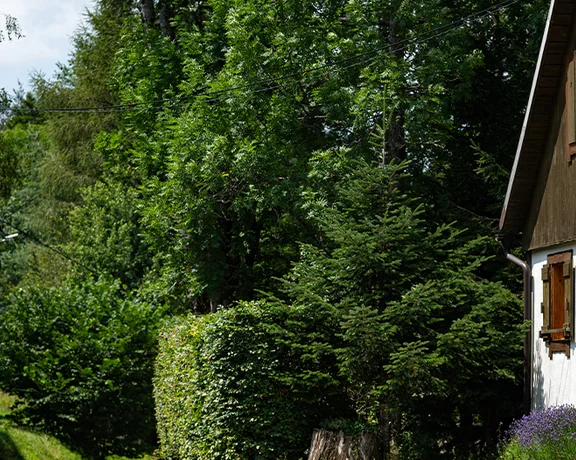 Cottage with wooden shutters beside a lush green garden and tall trees.