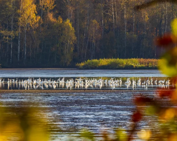Flock of white birds standing in a lake, autumn trees and foliage in the background.