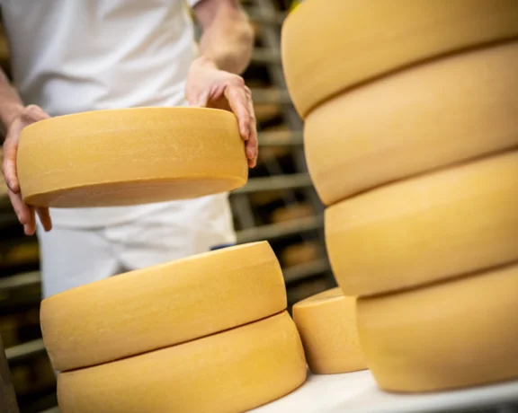 Person handling large wheels of cheese in a dairy or cheese factory.