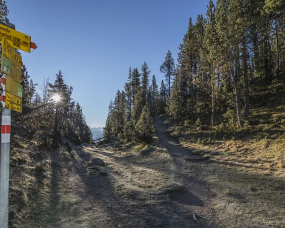 Trail in a sunlit forest with a yellow trail sign and clear blue sky.