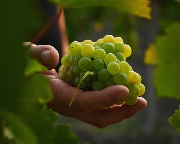 Hand holding a bunch of green grapes among leafy vines in soft sunlight.