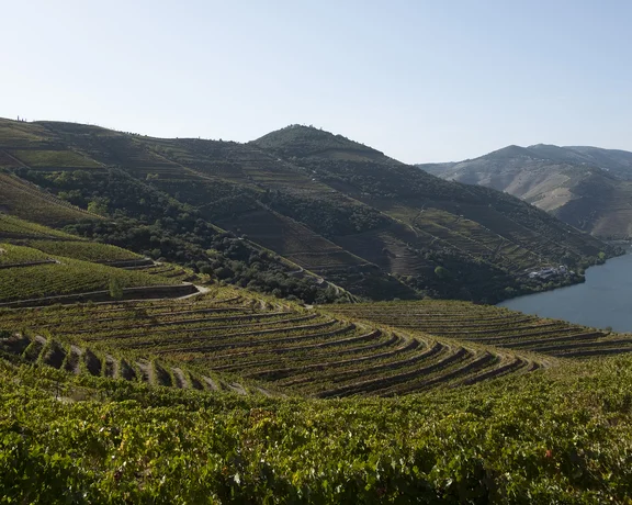 Terraced vineyards on rolling hills overlooking a winding river under a clear sky.
