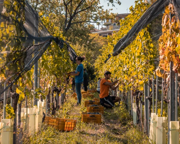Two people harvesting grapes in a sunlit vineyard with yellow leaves.