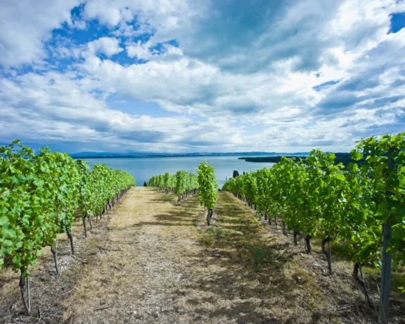 Rows of grapevines on a hillside overlooking a lake under a partly cloudy sky.