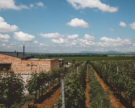 Vineyard rows beside a stone building under a partly cloudy blue sky.