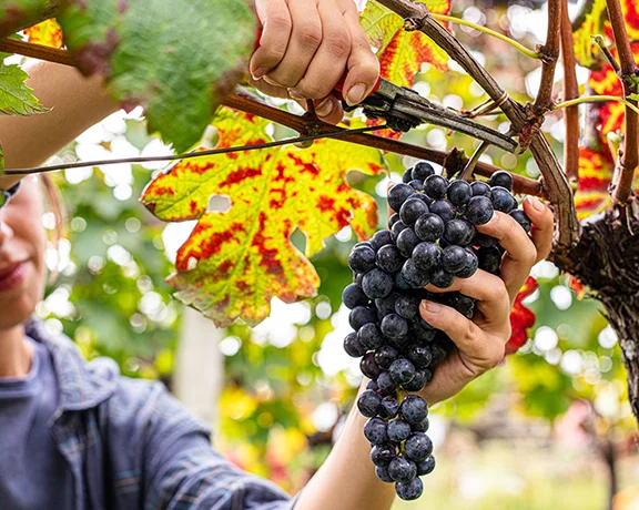 Person harvesting a cluster of dark grapes from a vine with autumn leaves.