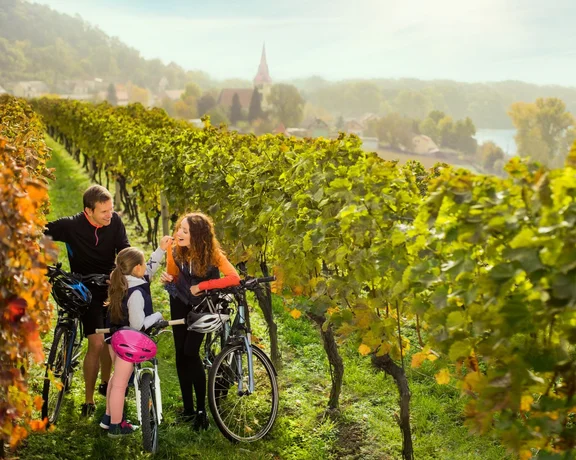 Family with bicycles stopped in a sunny vineyard, talking among green grapevines.