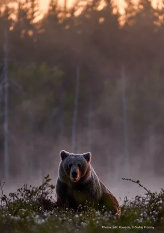 Brown bear standing in a misty field at sunset, with trees in the background.