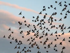 Large flock of Starlings flying on the sky.