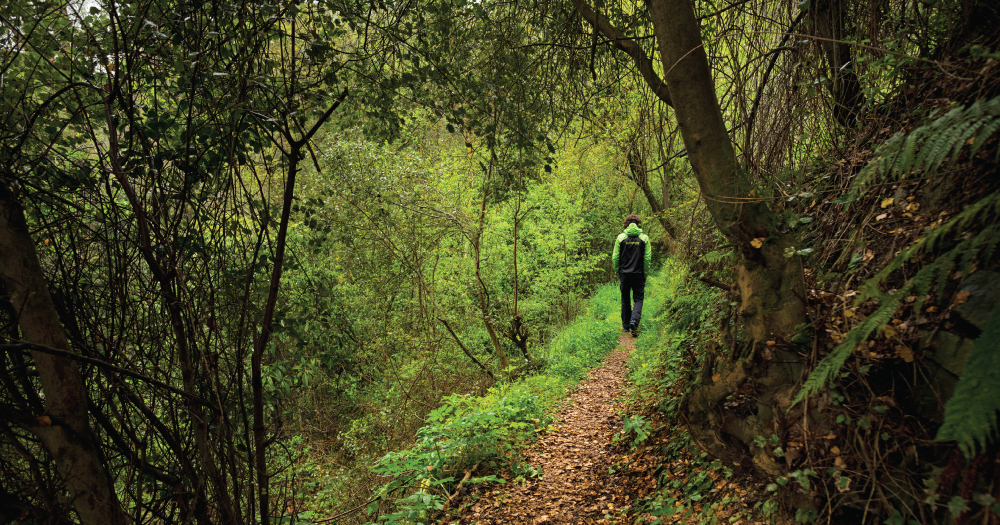 Person hiking on a narrow forest trail surrounded by lush greenery.