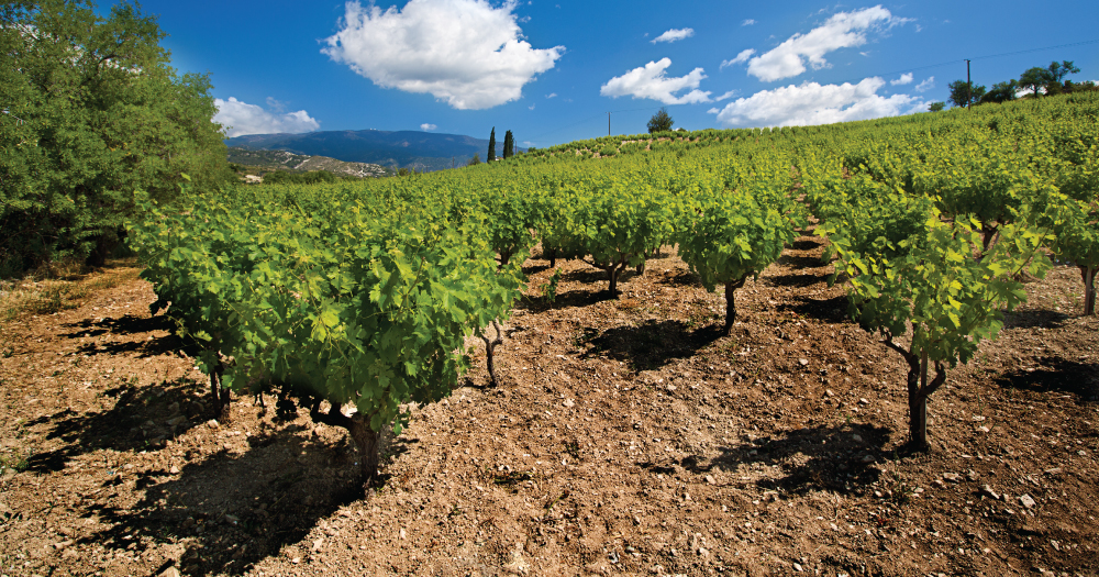 Lush vineyard rows on dry soil with mountain backdrop under blue sky in Cyprus.