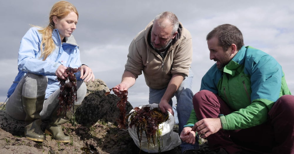 Seaweed foraging before lunch! In County Mayo, © Tourism Ireland.