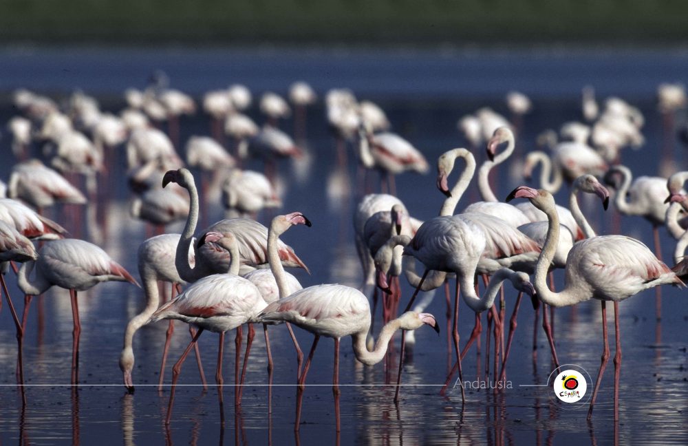 A flock of elegant flamingos wading in calm water, their pink-tipped wings and long legs create a beautiful scene.